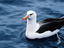 Black- browed albatross (Diomedea melanophris).