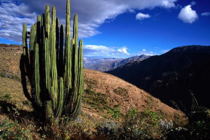 Cactus on slopes near Cabanaconde, the start of the Colca Canyon trek.