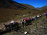 Pack donkey team in the Rio Cuadral valley on the Inca Trail to Ingapirca trek.