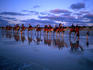 Camel rides along Cable Beach at sunset.