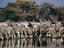 Zebra herd drinking at waterhole.