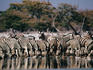 Zebra herd drinking at waterhole.