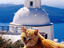 Ginger cat, Santorini