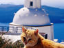 Ginger cat with whitewashed church dome in background.