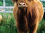 Highland cow, Scotland