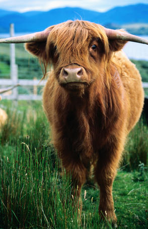 Highland cow.