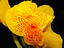 Canna bloom.