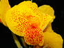 Canna bloom.