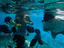 Snorkelling at Hol Chan Marine park.