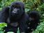 Mountain Gorillas (Gorilla gorilla beringei)
