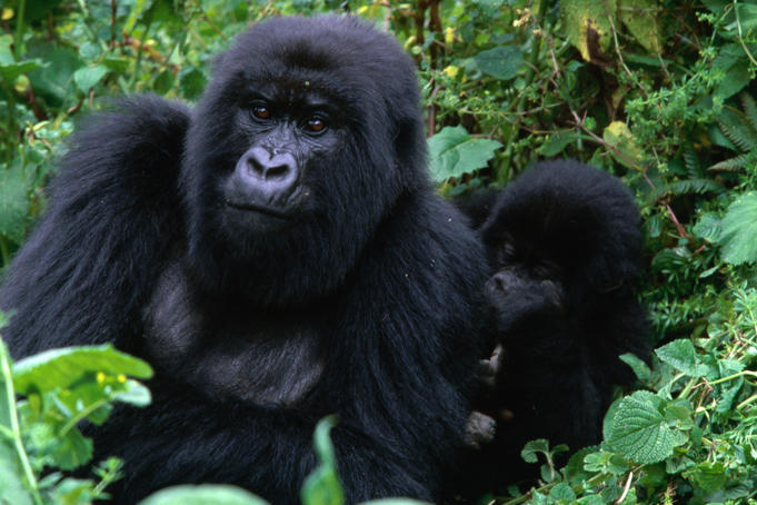 Mountain gorillas (Gorilla gorilla beringei) in Rwanda's Parc National des Volcans.