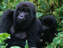 Mountain gorillas (Gorilla gorilla beringei) in Rwanda's Parc National des Volcans.