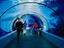 Underwater tunnel in the Artic Ring of Life Exhibit at Detroit Zoo.