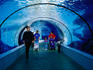 Underwater tunnel in the Artic Ring of Life Exhibit at Detroit Zoo.