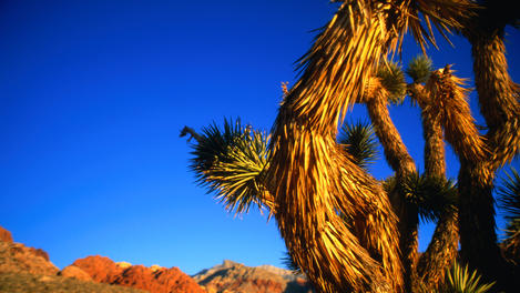 Nevada