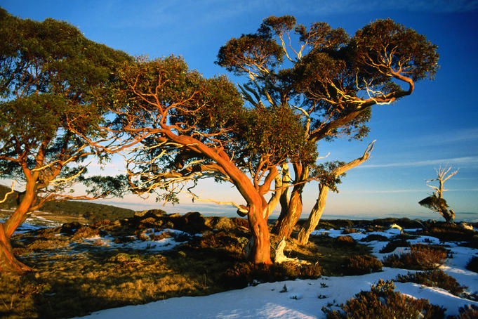 Australia Victoria Image Gallery Lonely Planet