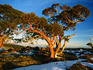 Snow Gums on Bogong High Plains.