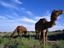 Image_1677-2