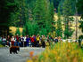 Black Bear Cubs (Ursus americanus) on road 