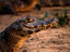 Caiman, The Pantanal