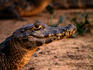 Caiman (Caiman crocodilus) in Pantanal (swamp).