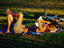 Image_17068-5