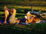 Kicking back in Butler Park East, Austin.