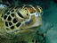 Green turtle, Pulau Sipadan, Sabah
