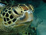 Green turtle (Cylonia mydas), Pulau Sipadan, Sabah