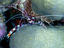 Image_17102-15