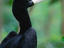 Rhinoceros hornbill, Borneo – Sabah