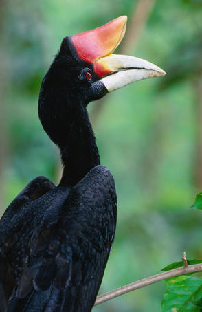 Rhinoceros hornbill.