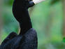 Rhinoceros hornbill.