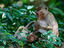 Image_17156-17