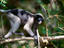 Dusky langour, Sabah