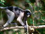 Dusky langour (Presbytis obscura).