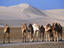 Wild camels, Qatar