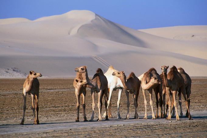 Wild camels and sand dunes in empty southeast quarter of Qatar.