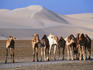 Wild camels and sand dunes in empty southeast quarter of Qatar.