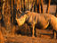Image_17217-7