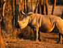 A White Rhino in the Hlane Royal National Park.