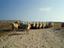 Sheep grazing near the ancient ruins in Kato Paphos.