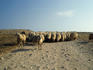 Sheep grazing near the ancient ruins in Kato Paphos.