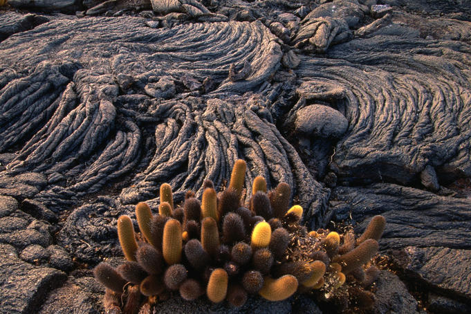 Lava cactus amongst the pahoehoe, Fernandina Island.
