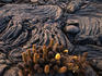 Lava cactus amongst the pahoehoe, Fernandina Island.