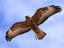 Image_17501-5