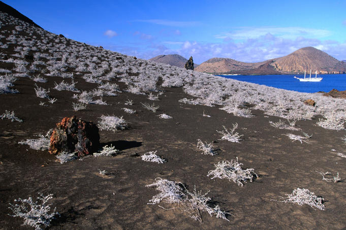 Tequila plants against the lavan landscape of Isla Bartolome.
