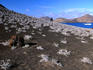 Tequila plants against the lavan landscape of Isla Bartolome.