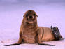 Inquisitive Sea Lion pup with dustings of sand in the Galapagos islands.