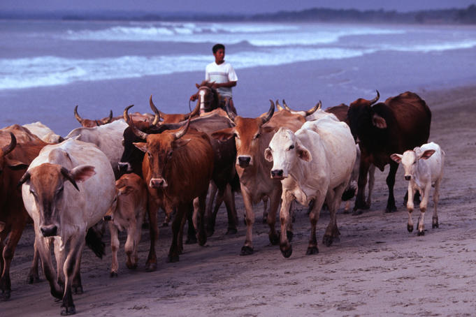 Herding cattle back along the Mompiche beach after a days grazing further afield.
